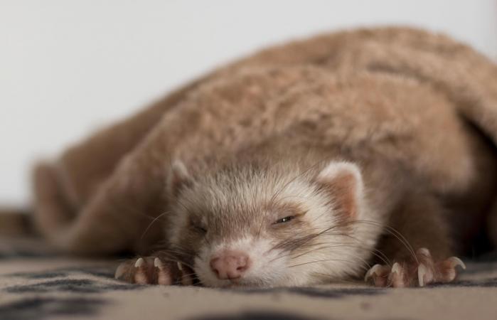 ferret sleeping