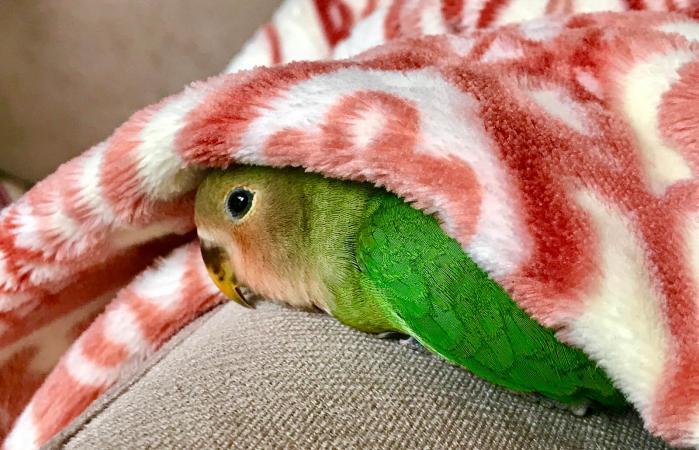 parrot sleeping