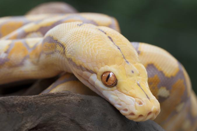 Albino Reticulated Python