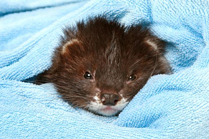 Ferret lying in soft blanket