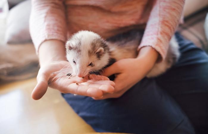 Pet ferret eating