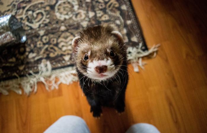 Ferret rearing up at home