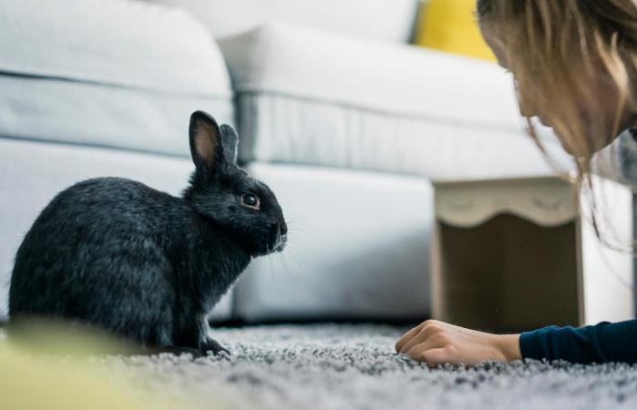 Girl with hare in living room