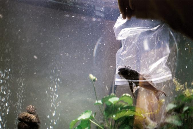 Person adding fish to home aquarium