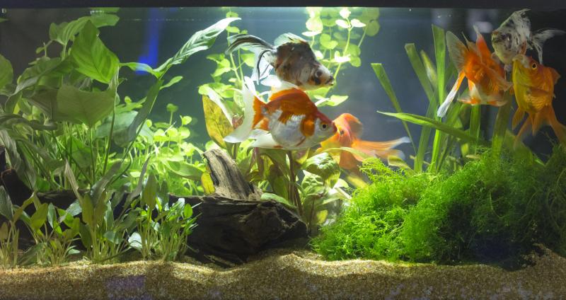 Home aquarium with lush plants