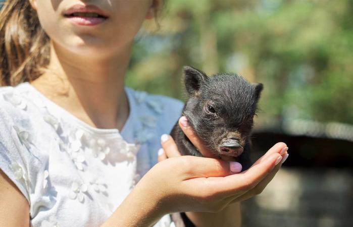 girl holding pet pig
