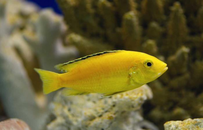 yellow lemon cichlid fish