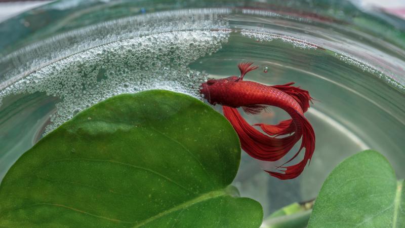 Red Siamese fighting fish building a bubble nest