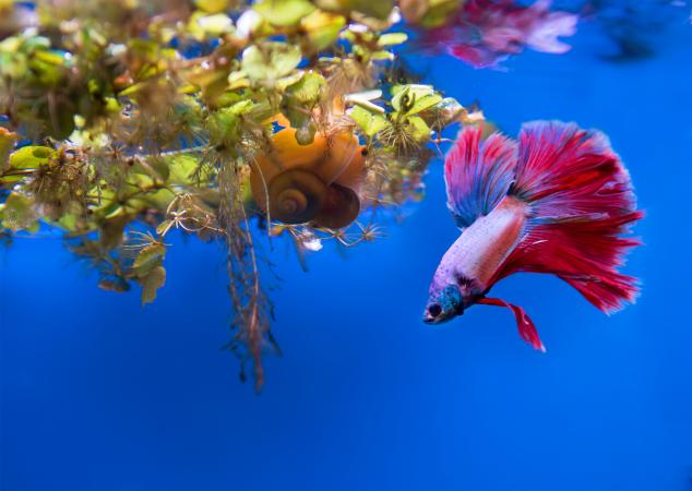 Betta fish in aquarium