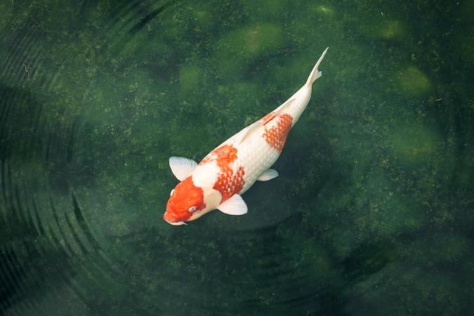 Koi carp in a pond