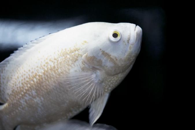 Single White Leoscar fish