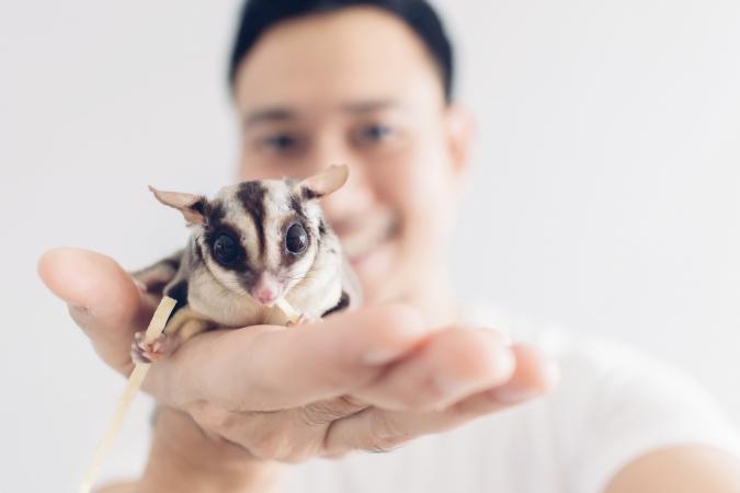 Man holding sugar glider