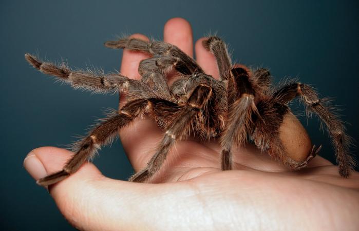 Giant tarantula on hand