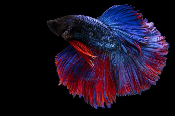 Betta showy flaring
