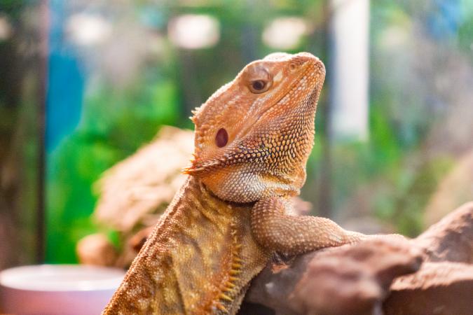Bearded dragon
