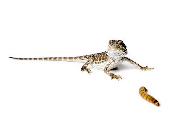 Baby Bearded Dragon and worm on white background