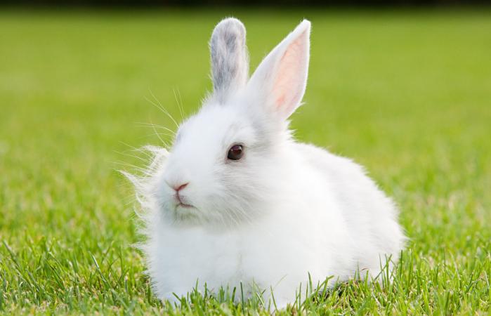 One rabbit sitting on grass