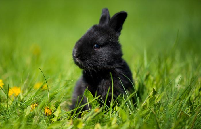 Cute black rabbit