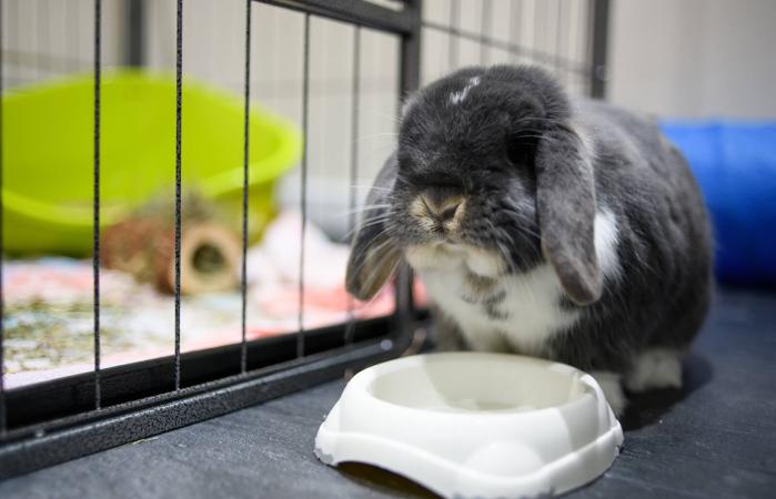 rabbit outside cage