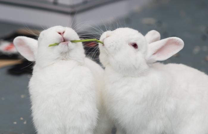 Rabbits sharing a stem