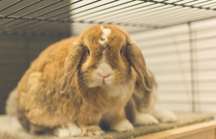Rabbit in a cage