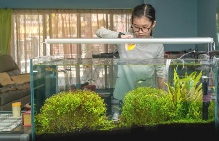 Live Plants in an Aquarium