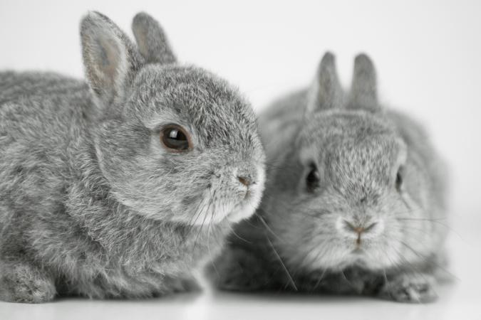 Two rabbits on white background