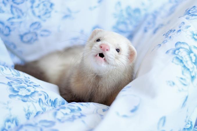 Ferret lying in bed