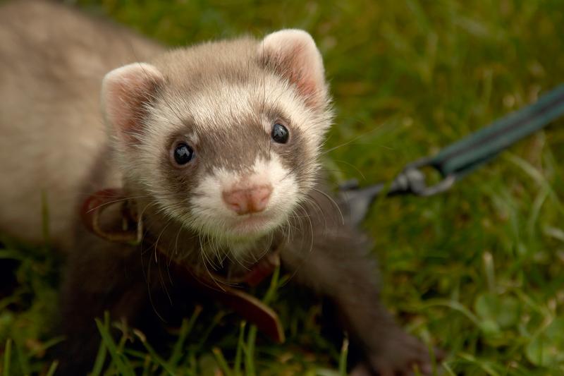 Ferret Care Guide for New Pet Owners LoveToKnow