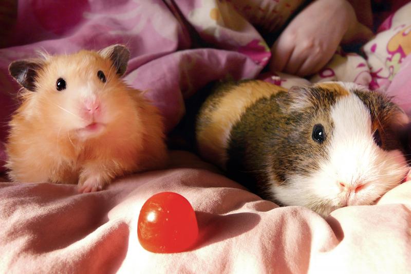Guinea Pig vs. Hamster as Pets Which Should You Bring Home? LoveToKnow