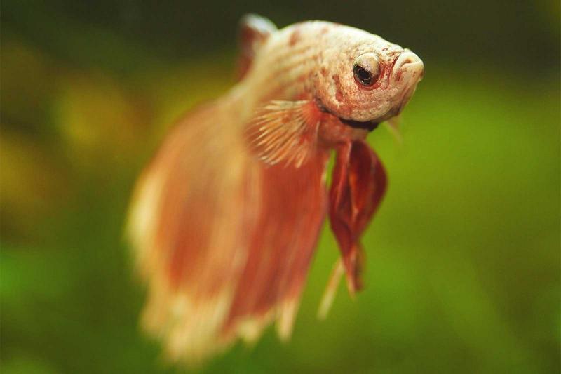 10 Signs of a Sick Betta Fish and What To Do | LoveToKnow