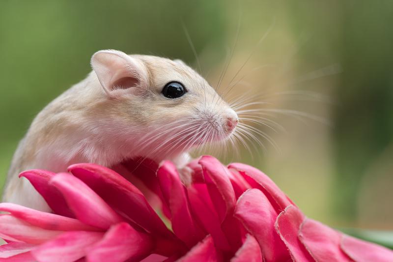 List of Rodents That Make Good Pets Which Kind to Choose? LoveToKnow