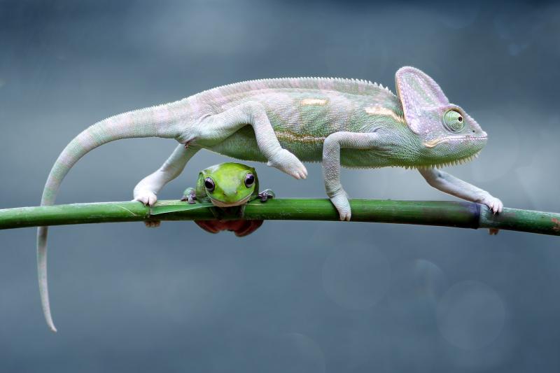 Pet Reptiles and Amphibians Information LoveToKnow