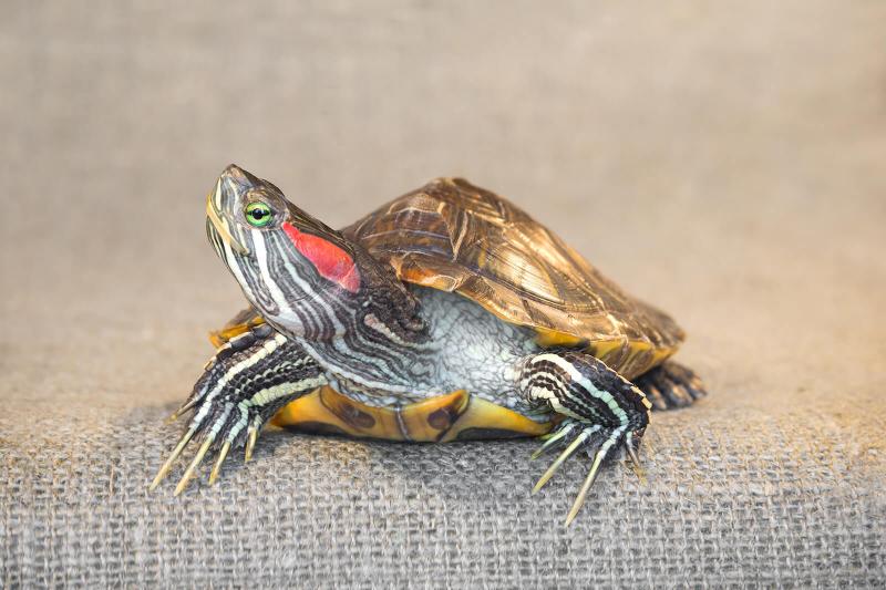 Red-Eared Sliders as Pets (What to Know) | LoveToKnow