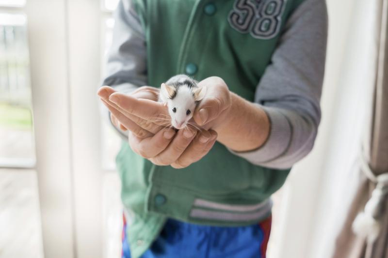 What Do Pet Mice Eat? Nutritious Diet Guide LoveToKnow