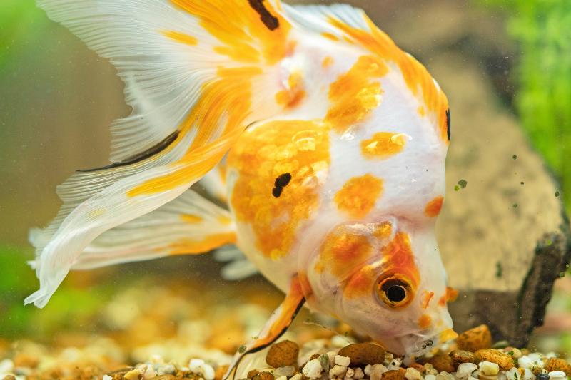 What Do Goldfish Eat? Food Staples and Special Treats | LoveToKnow