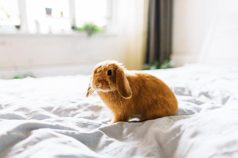 5 Best Rabbits for Pets to Bring More Joy to Your Life LoveToKnow