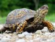 Pictures of Box Turtles | LoveToKnow