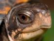 Pictures of Box Turtles | LoveToKnow
