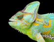Oscar fish eating lizard