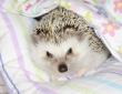 Caring for Pet Ferrets LoveToKnow