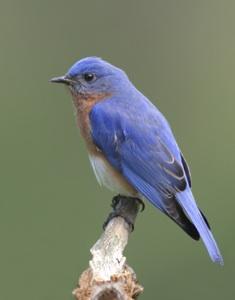 Blue bird twittering on a branch