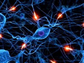 Brain