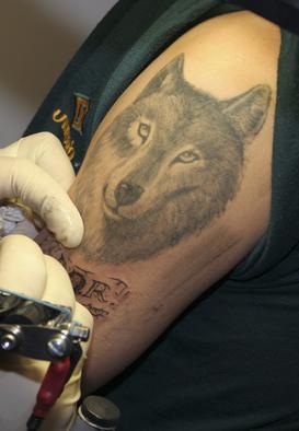 lifelike wolf