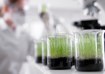 Seedlings growing in beakers