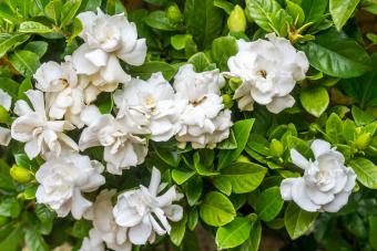 White gardenias