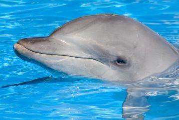 Bottlenose_dolphin.jpg