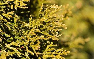 Cedartree.jpg