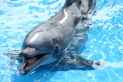 SeaWorld Parks and Entertainment