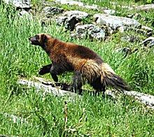 Wolverine.jpg